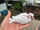 Australian Tame Size Bird