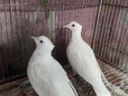 Australian White Chuithal Dove 1 Pair