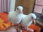 australian white dove