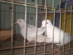 Australian White dove