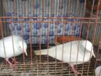 Australian White dove
