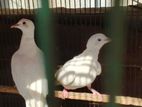 Australian white dove full adult