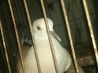 Austrean brown male dove for sale