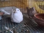 Austrian Dove running pair with egg