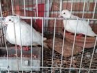 Austrilian White Dove Full Fresh.running Pair.