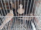 Austrilian Yellow Dove Running Two Pair.