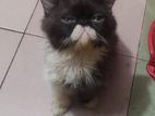 Authentic american persian cat