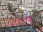 Awesome bird for sell