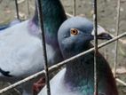 Axivation pigeon for sell