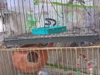 অ্যাডাল্ট বাজিগর