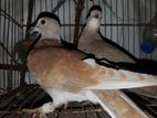 অ্যাডাল্ট ঘুঘু পাখি ( Female)
