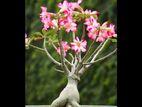 অ্যাডেনিয়াম adenium