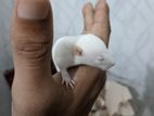 অ্যালবিনো সাদা মাইস / Albino White Mice