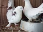 বাবুরাজ কবুতর / Babu raj kobutor pigeon