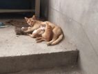 বাচ্চা বিড়াল বিক্রি হবে