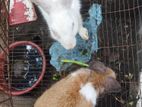 Rabbit for sale