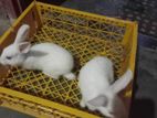 Rabbit for sell