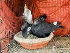 বাচ্চা সহ এক জোড়া রানিং কবুতর বিক্রি হবে