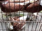 বাচ্চা-সহ একজোড়া সিরাজী কবুতর বিক্রয় হবে।