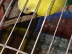 Budgerigar