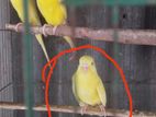 বাচ্চা টা বিক্রি হবে