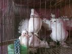 বাচ্চাসহ রানিং লাক্ষা কবুতর বিক্রি হবে