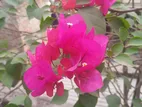 Bougainvillea plant