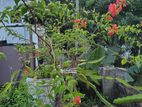বাগান বিলাস মাদার প্ল্যান্ট বিক্রি হবে