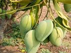 বাগান লিজ দেয়া হবে।