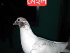 বাগদাদী রেসার (পুরুষ) + গিরিবাজ (মহিলা)