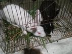 Rabbit sale