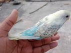 বাজারিগার পাখি