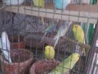 Budgerigar