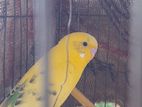 বাজিগার Budgie adult pair