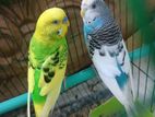 বাজিগার Bajigar Bird