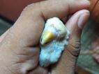 বাজিগার পাখি (bajji)