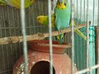 বাজিগার পাখি