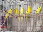 বাজিগার পাখি