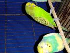 বাজিগর ( Budgies)