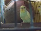 বাজিগর পাখি। Budgerigar Pakhi