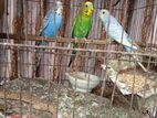 বাজিগর পাখি এডাল