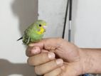 বাজিগর পাখি