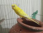 বাজিগর পাখি