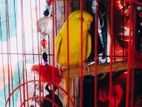 বাজিগর পাখি Lutino Red Eye