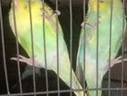 বাজিগর পাখির ৪মাসেড় বাচ্চা