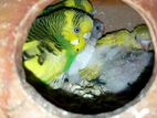 বাজিগর ফুল রানিং পেয়ার