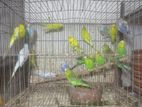 বাজিগর রানিং পাখি