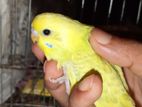 বাজিরিগার বাজিগার বাজিগর পাখি bajrigar budgies bajigor bajigar pakhi