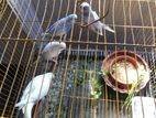বাজ্রিগার Bajrigar Budgies