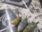 বাজরিগার বেবি টেম সাইজ